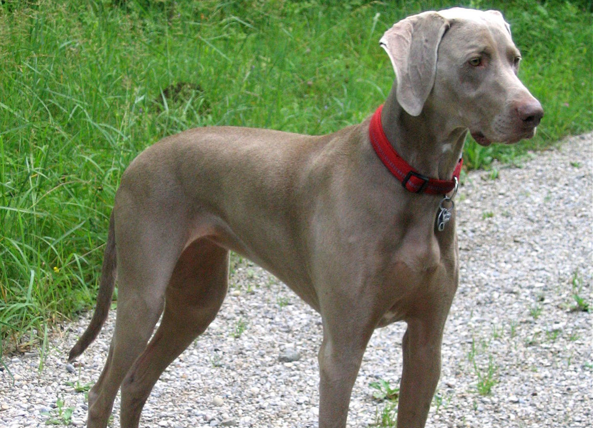 Weimaraner